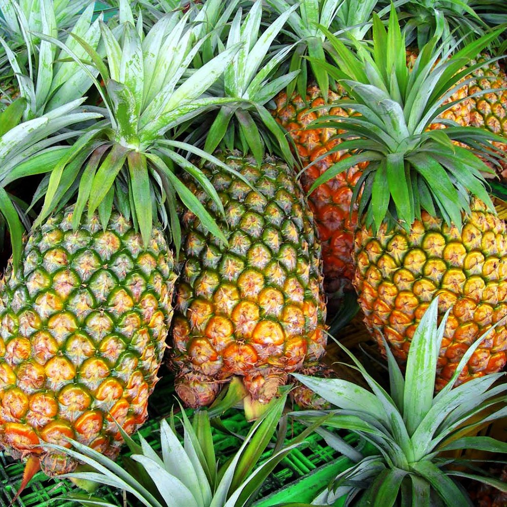 Pineapples